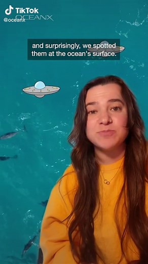 Why Do Spinner Dolphins Spin? Exploring the Reasons Behind Their Unique Behavior