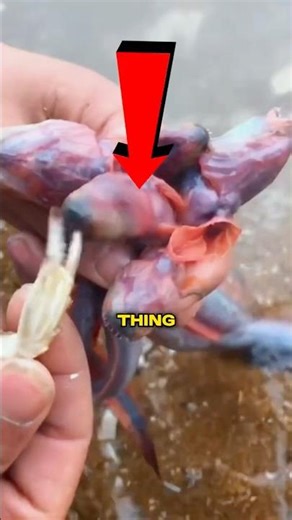 NEW alien fish discovered! 🤫 #viral