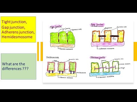 Cell junction | Tight junction | Gap junction | Adherens junction | Hemidesmosome