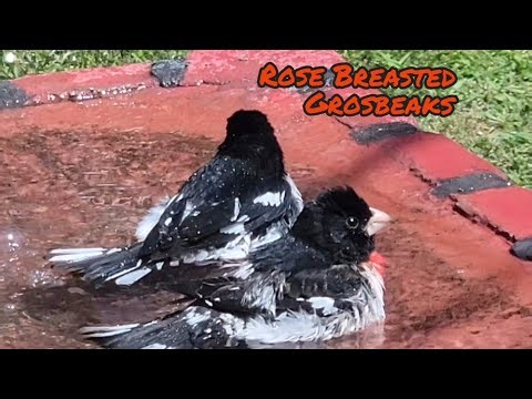 Rose Breasted Grosbeaks In Tennessee