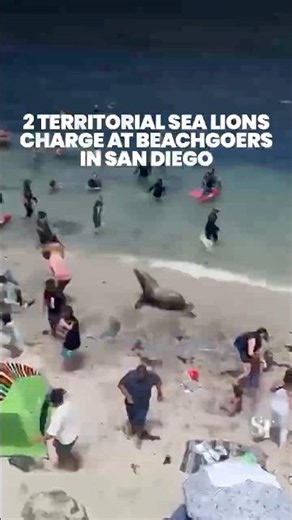 Sea lions take over beach in San Diego, chasing beachgoers away