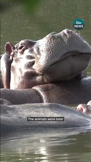 Pablo Escobar's 'cocaine hippos' are set to be culled in Colombia