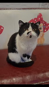Cats of the Day at Cat Café Melbourne Featuring a few of our lovely residents 🐾 📍 Cat Café Melbourne Book online ✨ #catcafe #catcafemelbourne #catsofinstagram #catsofmelbourne #cats_of_instagram | Cat Cafe Melbourne