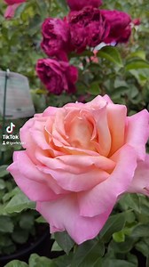 Alien Flowers In Weirdest Rose Garden. Stunning Dragon Rose. Out of This World Beauty #shorts #igorkryan #dragonrose #flowerdragon #roses #rosegarden #rosegardendragon #orchids #alienplant | Creator’s Riddle: Darwin vs. God | Facebook