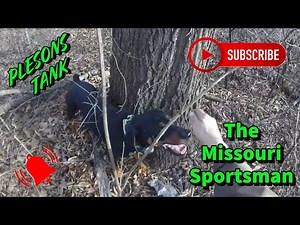 Squirrel Hunting with a Mountain Cur Squirrel Dog!!!