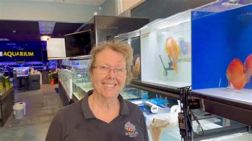 20 reactions | Happy Friday! 6-6.5” melons ❤️ Special pricing on the web site Goldenstatediscus.com Or Text/call Lynda @ 916-257-5334 | Golden State Discus | Facebook