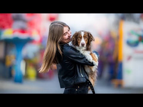 Lou - 10 Years [Mini Australian Shepherd]