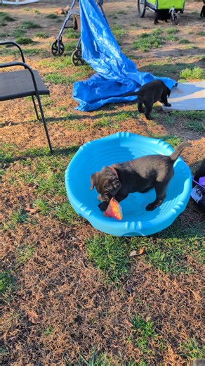 28 reactions | The floppy fish have always been one of my favorite puppy toys and having the fish litter play with them was amazing! They had sooo much fun! | Puzzles Labradors | Facebook