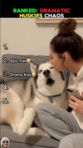 RANKED: DRAMATIC HUSKIES CHAOS #huskymoments #funnydogs #usadogs