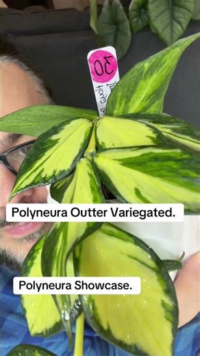 Hoya Collection. Polyneura Varieties. - #HoyaPlant #Hoyas