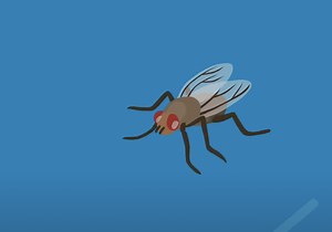 Studying the World’s Smallest Predator