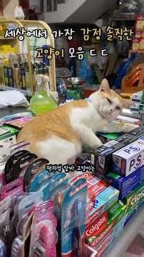 The world's most expressive cat collection ㄷ ㄷ