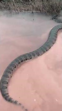 The King of the Amazon River