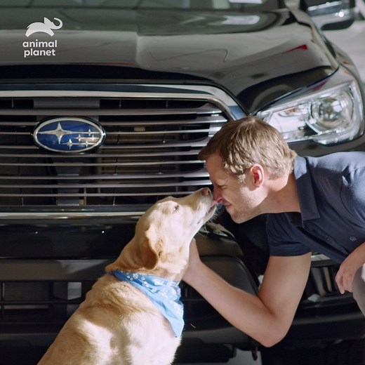 Meet Andre and Pogo. For these two amputees, it was love at first sight. #PuppyBowl | Animal Planet