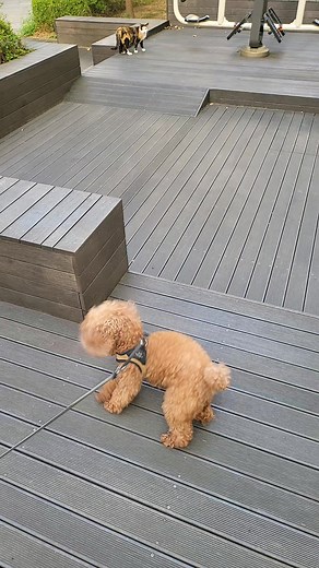 Scheming Weasel - Tsoulfas Panormitis이(가) 포함된 루비월드킹 (@rubyworldking) 님의 동영상