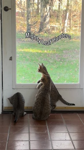 What do the summertime kittens do in the fall? They dream of becoming mighty leaf 🍂 hunters! #thisisfostering #fosteringsaveslives #fosterkitten #kittenfoster #fosterkittens #kittenfoster #fostercat #foreverhomeneeded #foradoption | Sophia L’Orange Kitten Rescue