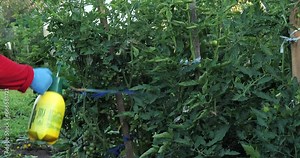 A gardening woman sprays tomato bushes in her garden with a solution against pests. A woman tends tomatoes in the garden. Concept of spraying tomato.