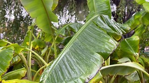 @tropicamango on a winter day watching the Blue Java banana leaves dance in the rain http://growcoolstuff.com Like Share Follow Links in bio | Tropica Mango Rare and Exotic Tropical Fruit Tree Nursery