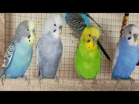 12 Hours of Happy Budgie Sounds | Non-Stop Cheerful Parakeet Chirping