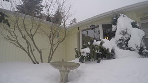 The weather is so boring here that we may have to revive our old name: Whatcom County Feather. We love birds here on the page especially when it snows. But there is no lowland snow in the forecast or anywhere in sight. Could we be done with lowland winter? Maybe. Maybe not. Maybe so. Who knows? But with no signs of arctic air, major rains, or much for windstorms, we here on the page are either going to have to watch the birds or paint dry. I for one choose birds. At least we won't be calling our