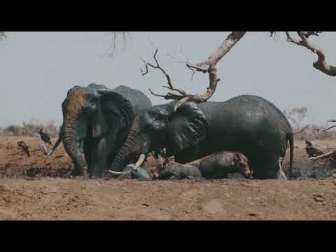 Wild Monkeys Social Behavior in Nature | Macaque Wildlife Video | No Copyright Footage