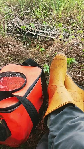 hari panas, kdd menyambar, kusut ha pulang. GIM #betok #papuyu #tripmancing #maunjun #sound #umpanmancing #kula Sound by @Yovie Syahreza