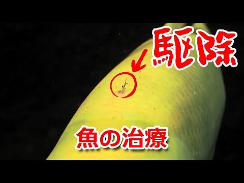 魚の治療 イカリムシの駆除