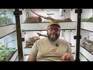 Ball Python Mistakes And How We Can Better Care For Our Reptiles