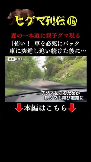 👆本編はこちら👆「怖い、向かってくる」バックする車に"突進"する親子グマ 札幌市でも３頭目撃 一時登校見合わせも #ヒグマ列伝