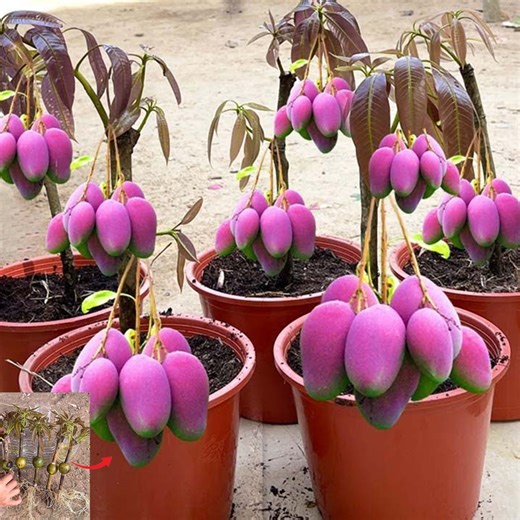 383K views · 3.3K reactions | Great Way To Grow Mango Tree With Unique Techniques | Garden Tree | Facebook