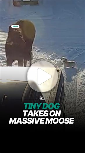 Tiny dog boldly chases off massive moose