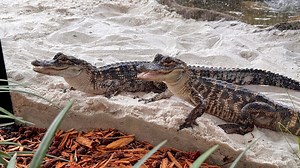 World Atlas says these 5 lakes, rivers and bays are most alligator-filled waters in Alabama