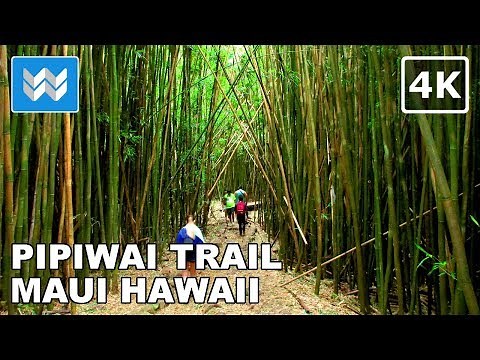 [4K] Pipiwai Trail Hike (Bamboo Forest) in Kipahulu, Maui Hawaii - Relaxing Scenic Nature Walk