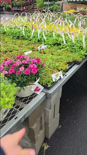 Looking Over Home Depot Ground Cover Options for My Slope 🌿🧱
