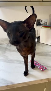 Um, did you know that you have a bat disguised as a cat?! 😹🦇(Via - Joanna I.) #Cat #Funny #CuteCat #HairlessCat | The Pet Collective