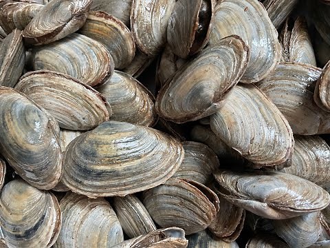 How to make authentic New England Fried Clams at home
