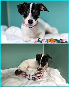 174 reactions · 111 shares | Anita A1057365 is a 4 month old female Jack Russell Terrier who was surrendered with her brother Carlito A1057366, also 4 month old JRT. Both are currently in #accfosters home until they go to an adoption event. For information about either puppy please email fosters@Nycacc.org #easyasacc #adoptme #picplaypost #jackrussell | Animal Care Centers of NYC (ACC) | Facebook