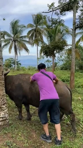 Karabaw kang dako | Melody of nature tv