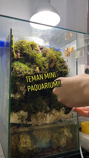 DIRACUNIN @Undying Pluto BUAT PUNYA TEMAN MINI!! 🤯 #fyp #fypシ #fypage #fypシ゚viral #fypdongggggggg #paludarium #paludariumindonesia #minifrog #dwarf #dwarffrog #treefrog #goldenmini #goldenfrog #aquascape #aquascaping #aquascapingworld #aquarium #aquariumofthepacific #aquariumfreshwater #kodok #kodokmini #bukitkodok #pangerankodok