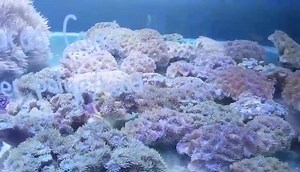 14 reactions | Duncan coral ...finger coral. $1.00 per polyp.. | Aquarium Warehouse PTY LTD | Facebook