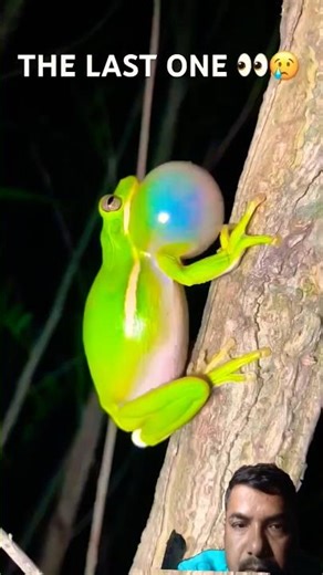 The sounds of our CHILDHOOD #toad#frogs #animalshorts