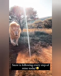 89K views · 10K reactions | Lion king snow following dean for cuddle...