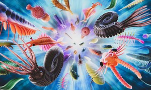 What Is the Cambrian Explosion, and Why Does It Matter?