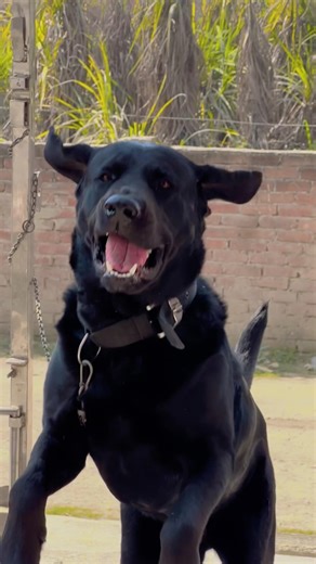 Labrador bark ￼😱// #dogvideos #reels #labrador