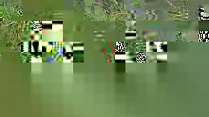 In the aftermath of last week’s extreme flooding, we only expect short term localized impacts on wildlife. Wildlife populations generally recover relatively quickly when quality habitat is protected in the region. Vermont’s wildlife populations as a whole are healthy and resilient. One species we can focus in on to better understand how flooding impacts wildlife, and vice versa, is the beaver. Beaver dams can actually help reduce flooding as they increase water storage in floodplains and slow do