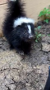 The cutest stomps 🦨 | Furry Tails