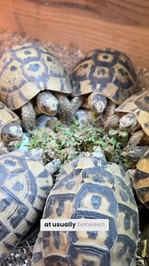 These Little Tortoises Are Full Grown 😳 Testudo graeca nabeulensis, the Tunisian spur-thighed tortoise is the smallest known form of the Greek tortoise. Although there are expeditions to the rule, most of these animals are fully grown at 4 to 5.5”, similar to the Egyptian tortoise. 🐢 #tortoise #testudograeca #testudograecanabeulensis #gardenstatetortoise #tortoiselife #tortoiselove #tortoises #reels #animals #reptiles #pets #didyouknow | Garden State Tortoise