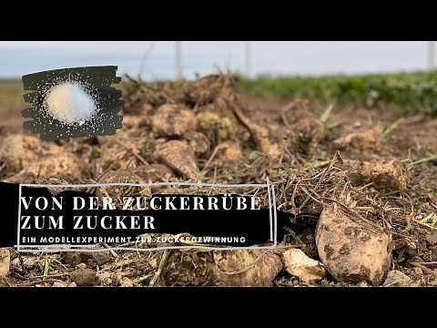 Von der Zuckerrübe zum Zucker - Ein Modellexperiment zur Zuckergewinnung