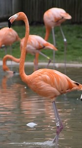 7.4K views · 230 reactions | Feeling the groove!  Flamingos regularly use their webbed feet to stomp in the water, stirring it up to bring food to the surface. 囹 | Nashville Zoo | Facebook