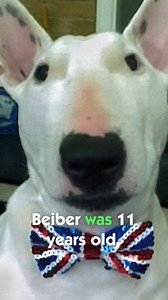 Grieving Woman Adopts Rescue Dog After Losing 2 Bull Terriers ❤️ | Bondi Vet